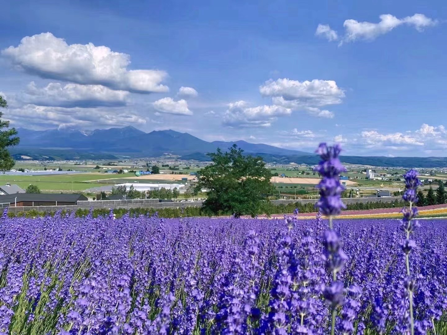 Furano lavender field with the Tokachi mountain range under summer cloudscape